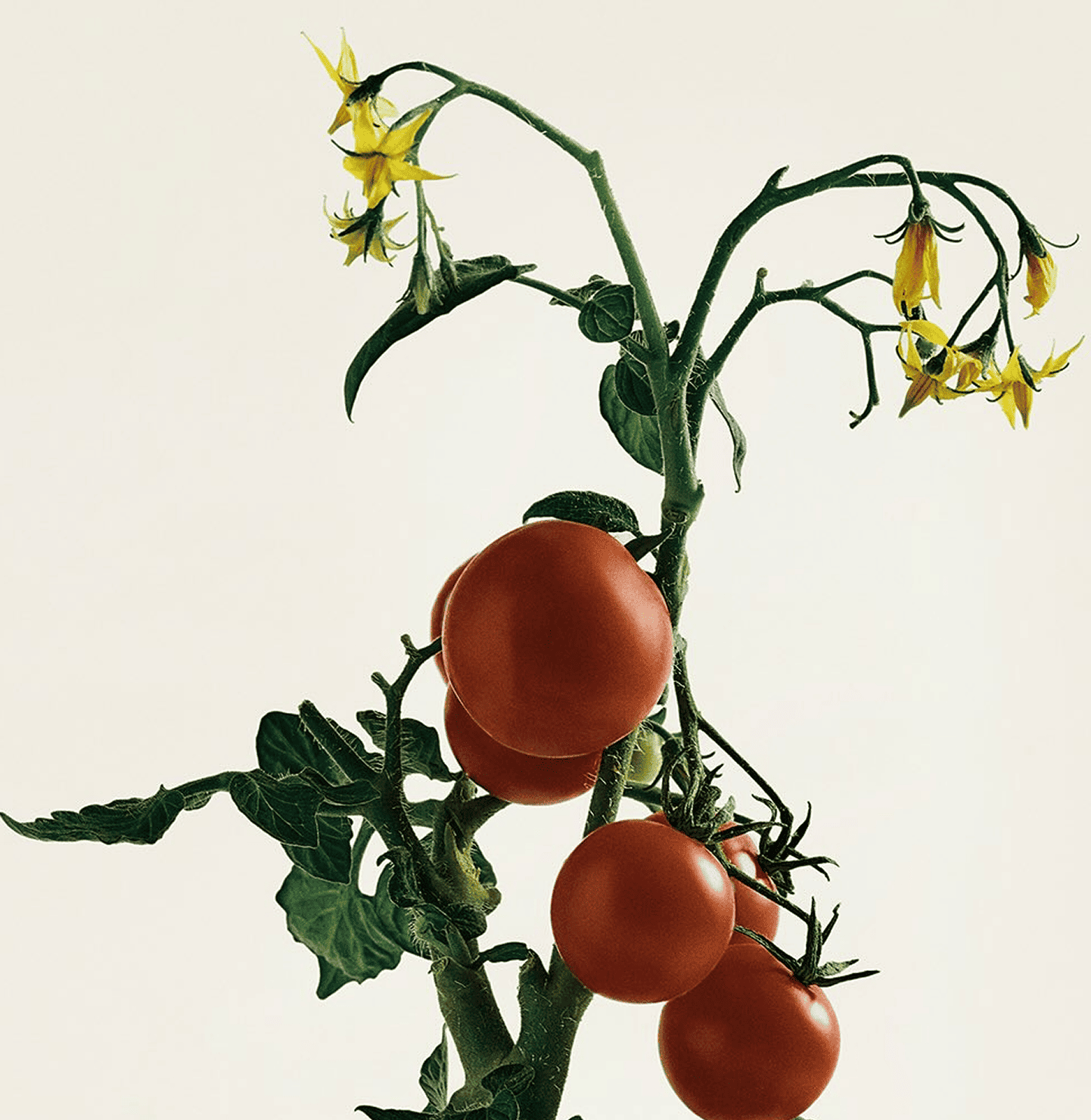 Страсть ко вкусу