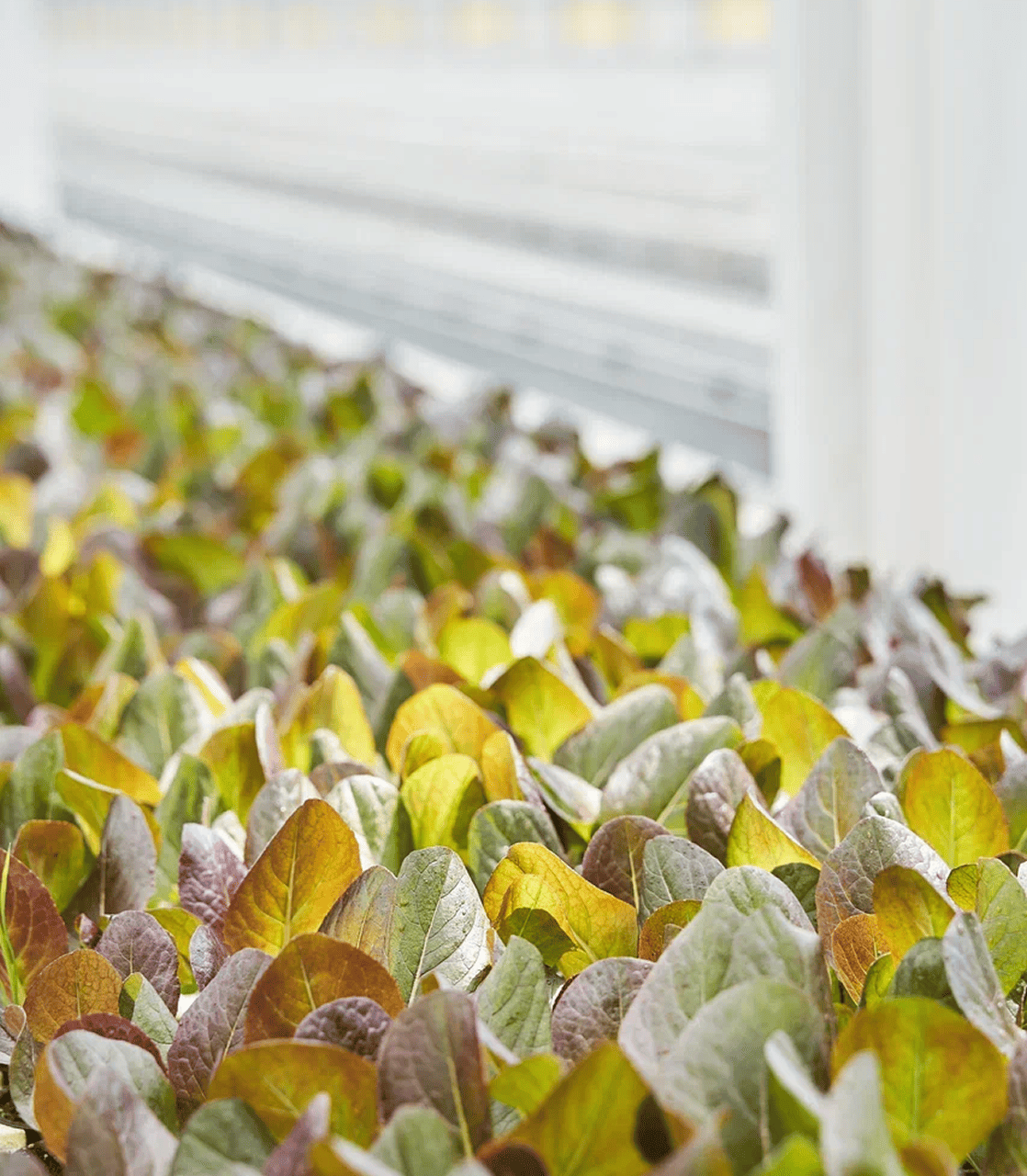 Наша история