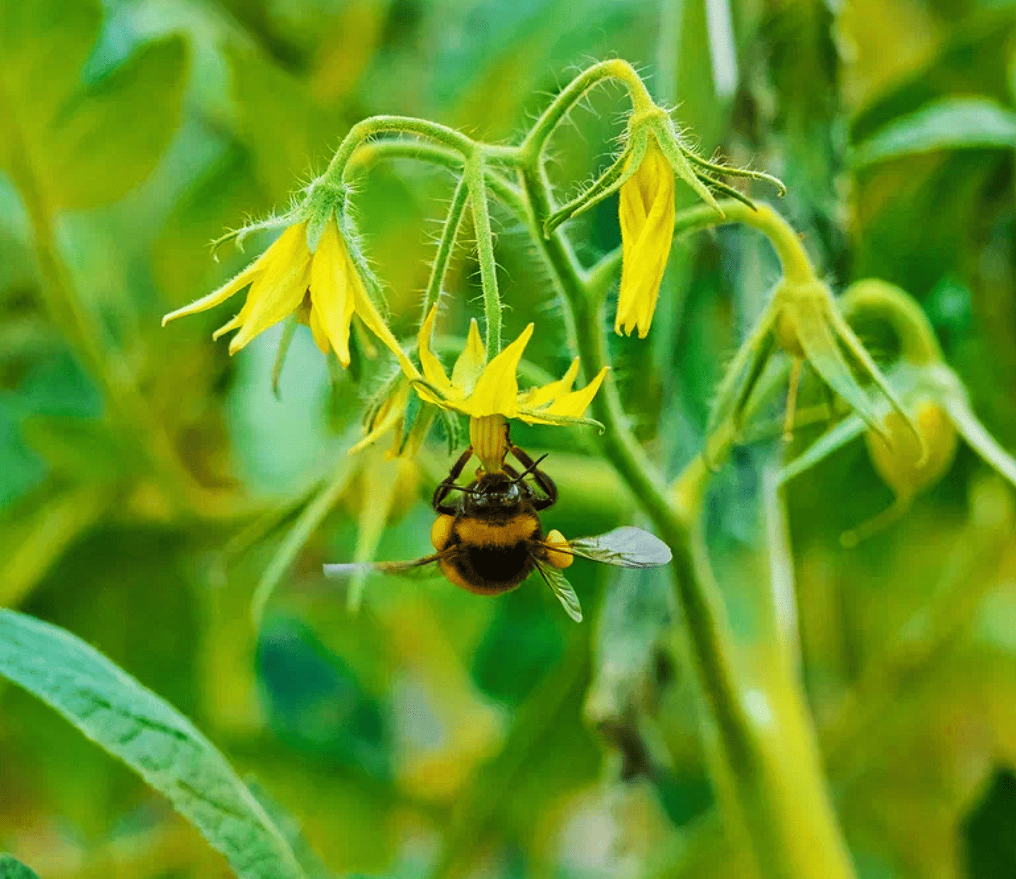 Наши тепличные комплексы