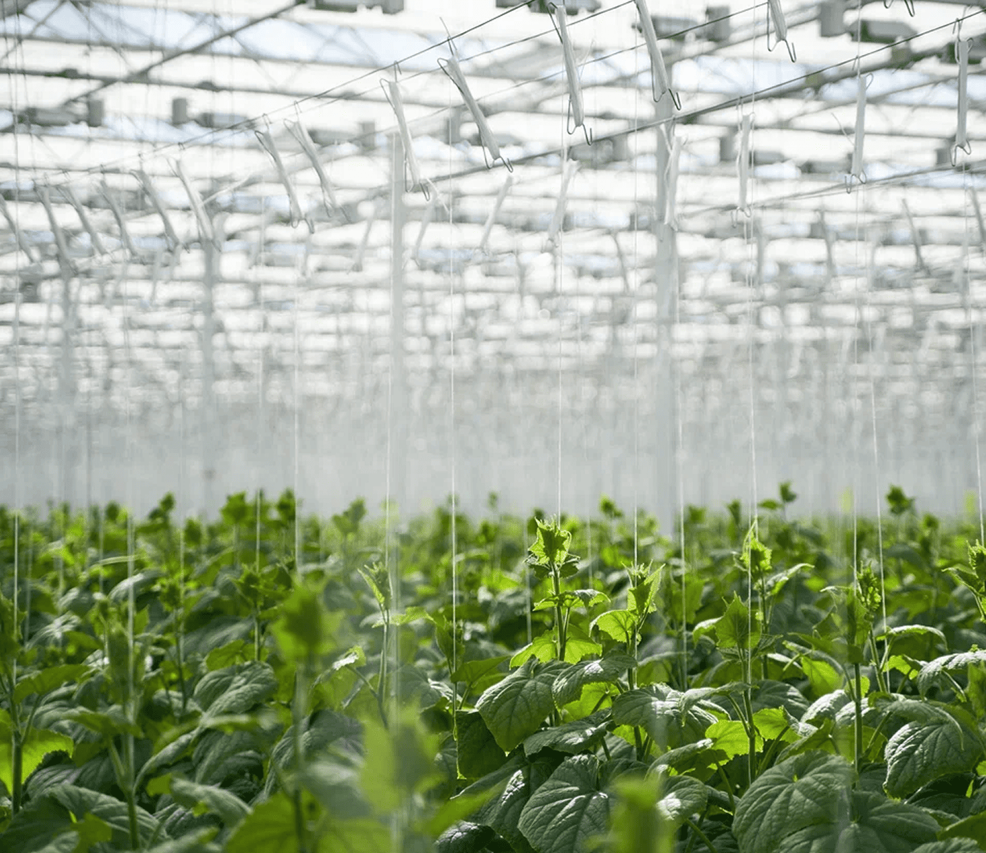 Наши тепличные комплексы