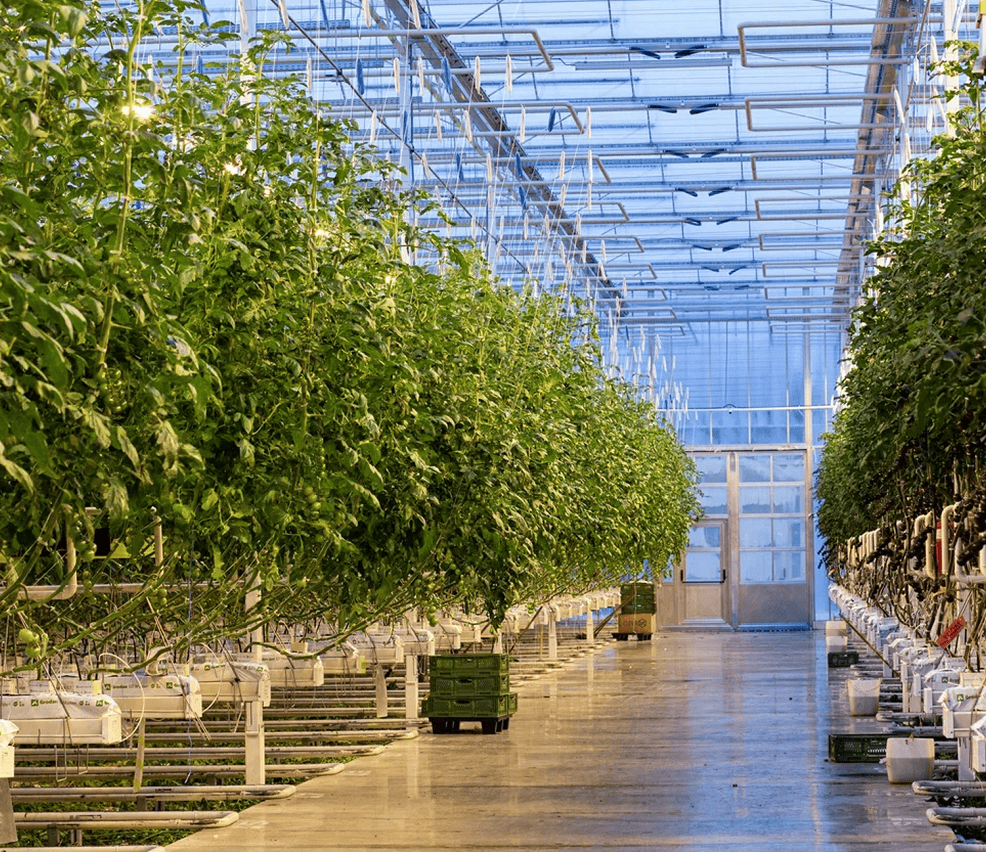 Наши тепличные комплексы