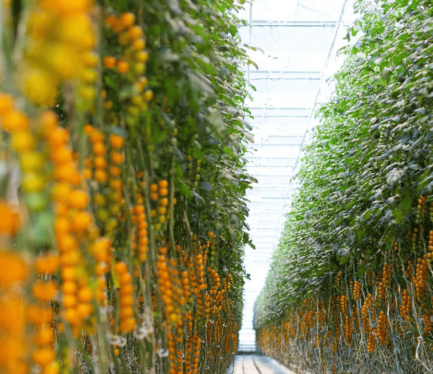 Наши тепличные комплексы