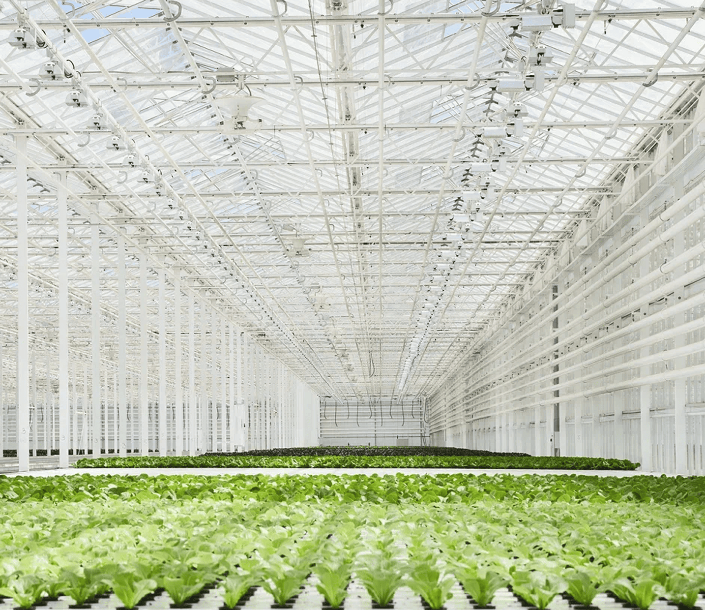 Наши тепличные комплексы