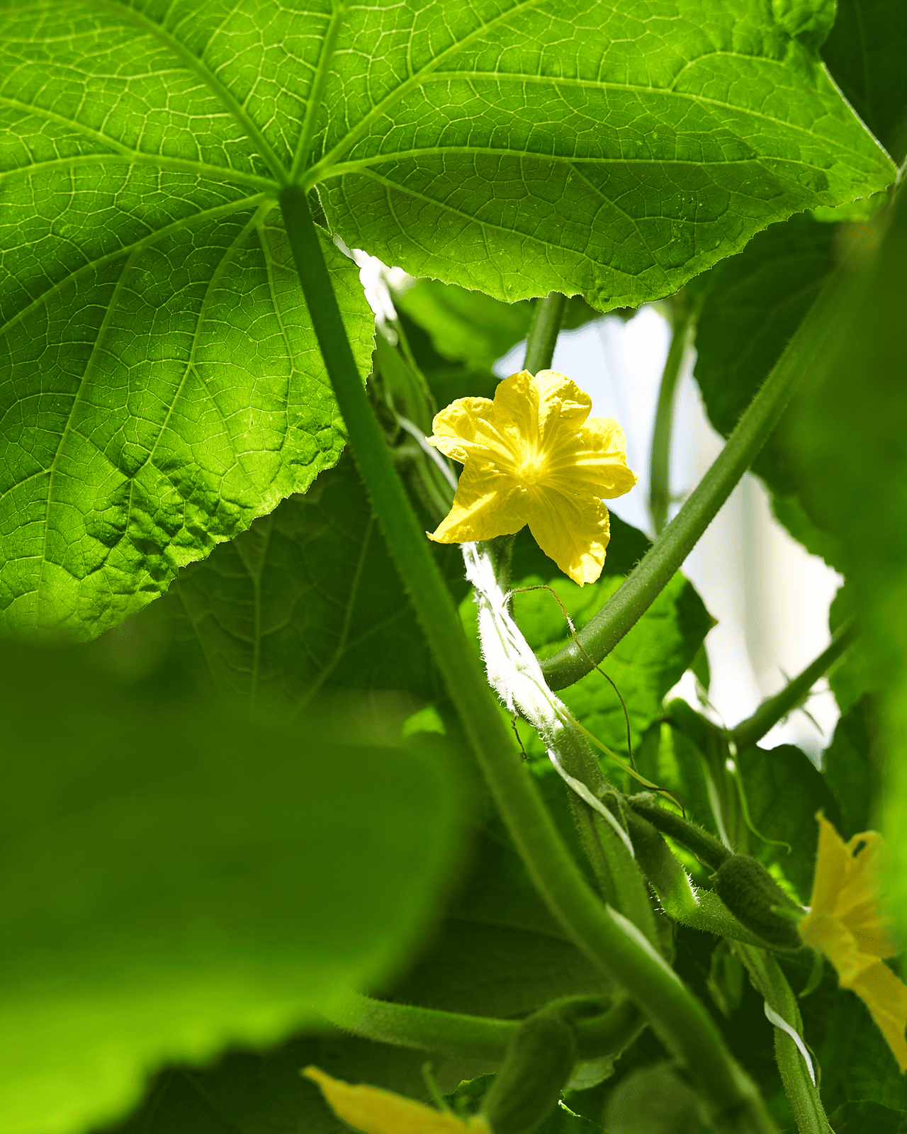 Сотрудничество