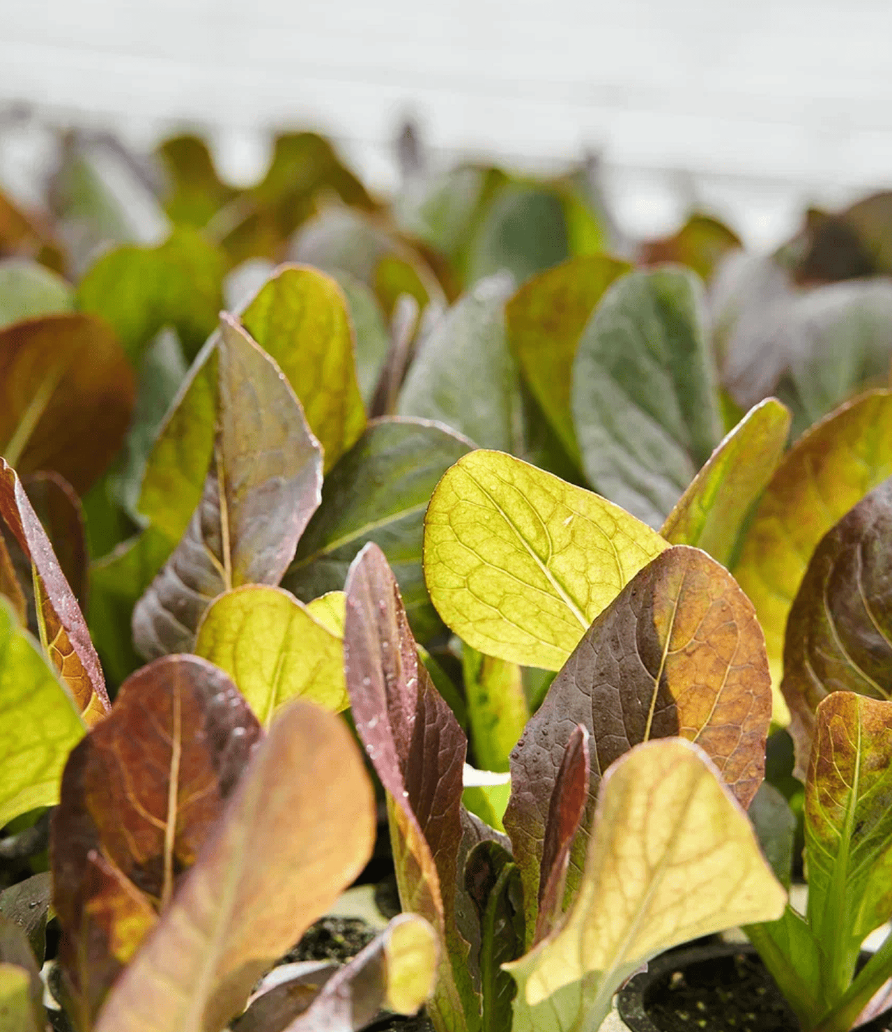 Задать воопрос