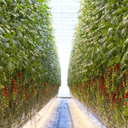 Регистрация и подача заявки