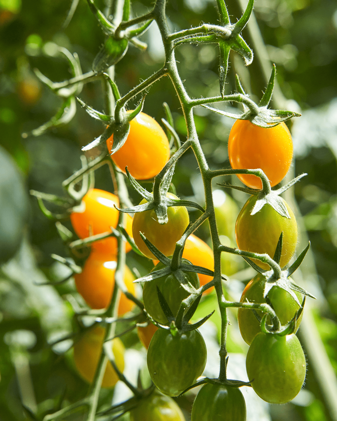 Сотрудничество